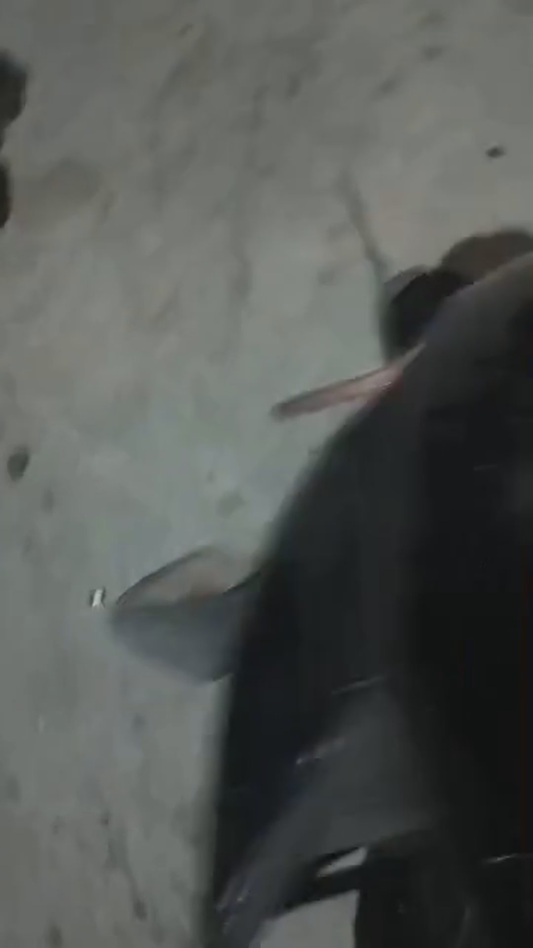 Walk-around video thumbnail