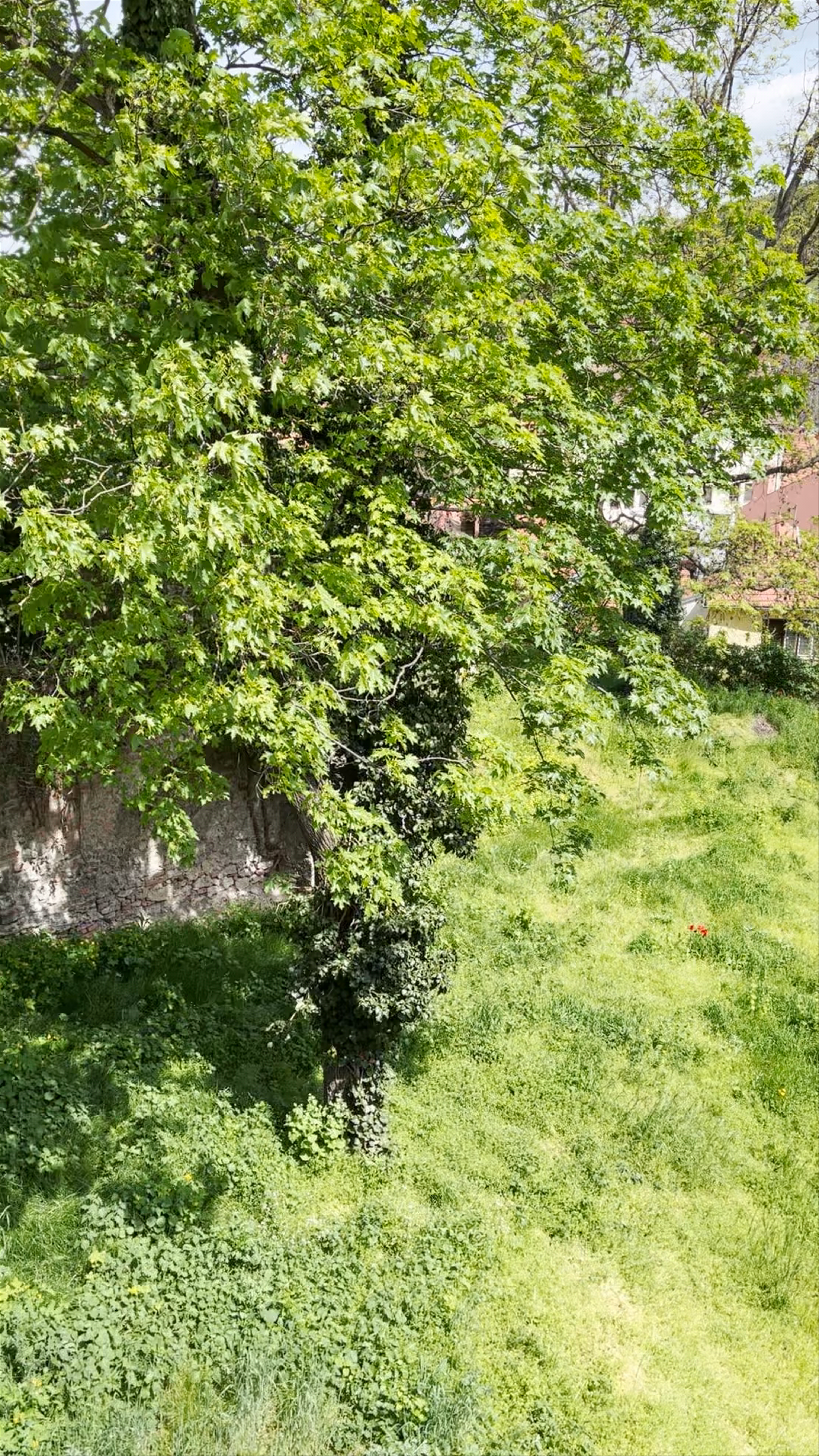 Kostelní věž Mikulov