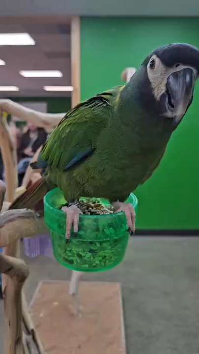 Parrotopia - Bird Shops Near Me - Citrus Heights, California