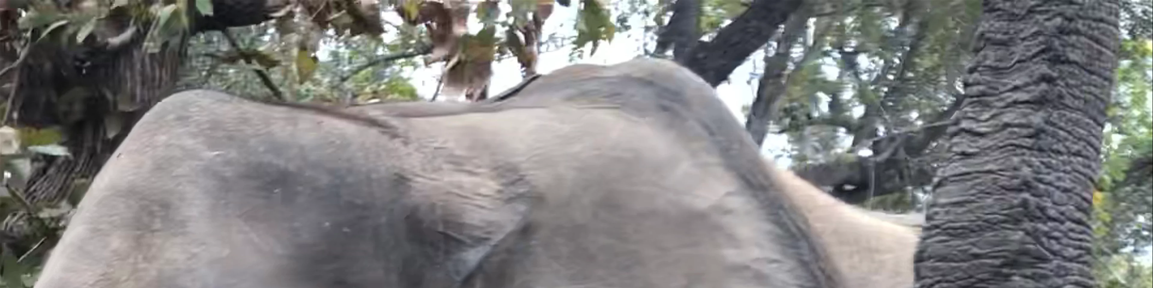 elephants in Hwange