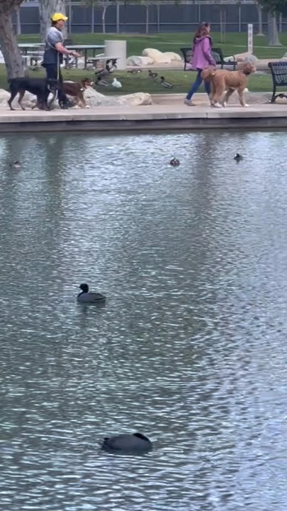 David Utter - Dog Evolution - He instructs the lady to whip her dog, buckle side of leash, few seconds follow, lady listens, whips her dog. Around entire lake. - Pet Training Near Me