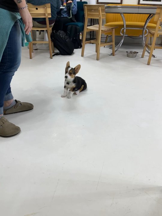Zoomies Pet Cafe - Spark the owners pup - Gift Shops Near Me - St. Louis, Missouri