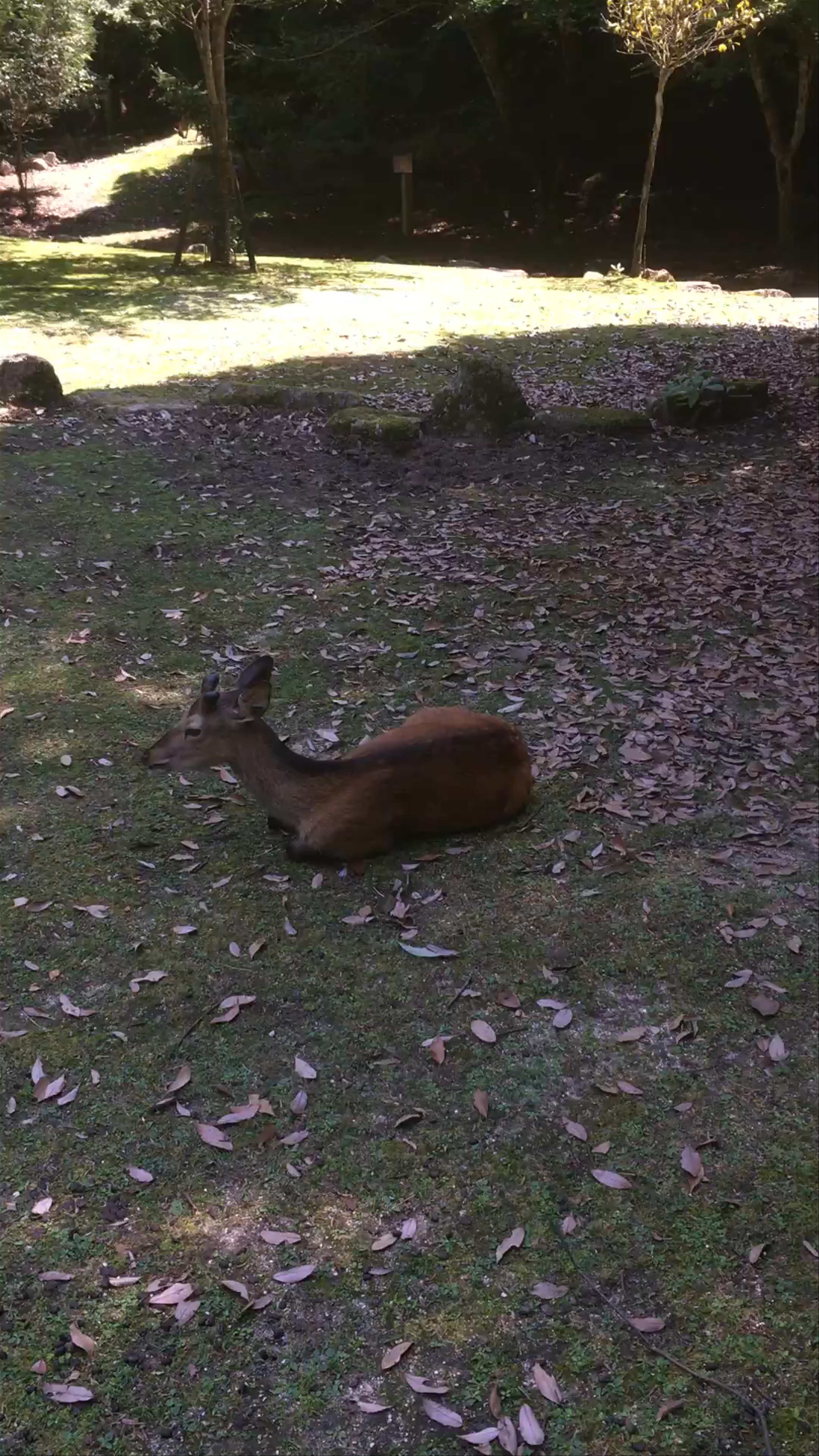 Nara Park: Peaceful Deer Serenity in Japan