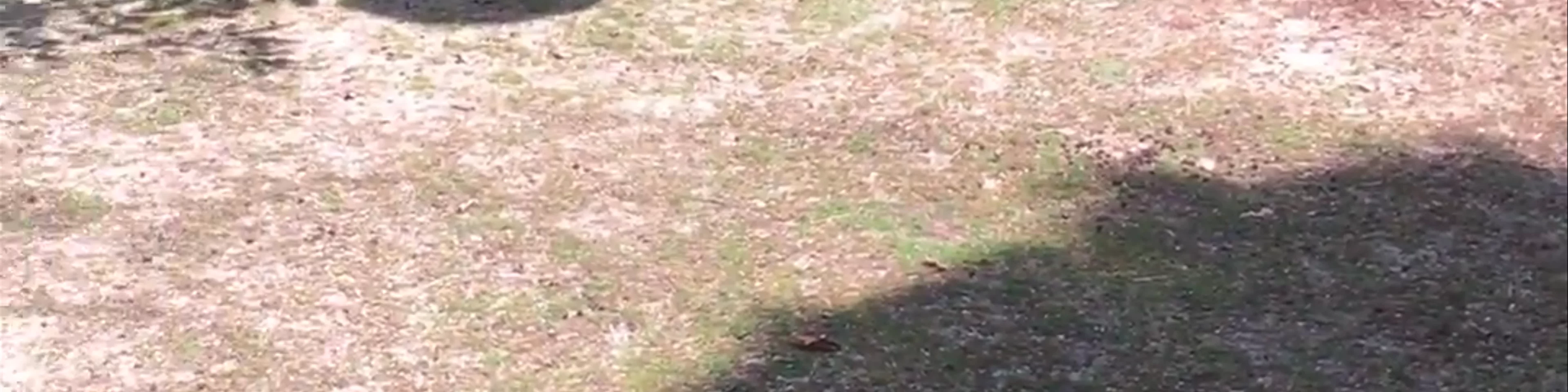 Nara Park