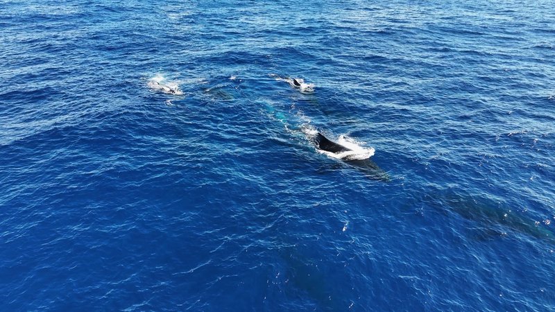 Humpback Whales Aerial poster