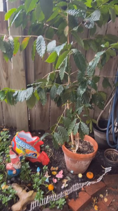 Centre Market - This is the back garden at one of the Center Market shops!  The owner was great! Super happy with my new cactus from here - Shopping Centers Near Me - Wheeling, West Virginia