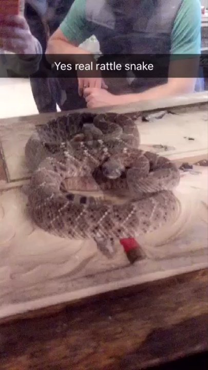 Ranger Firearms - Live snake pet--so random - Guns & Ammo Near Me - San Antonio, Texas