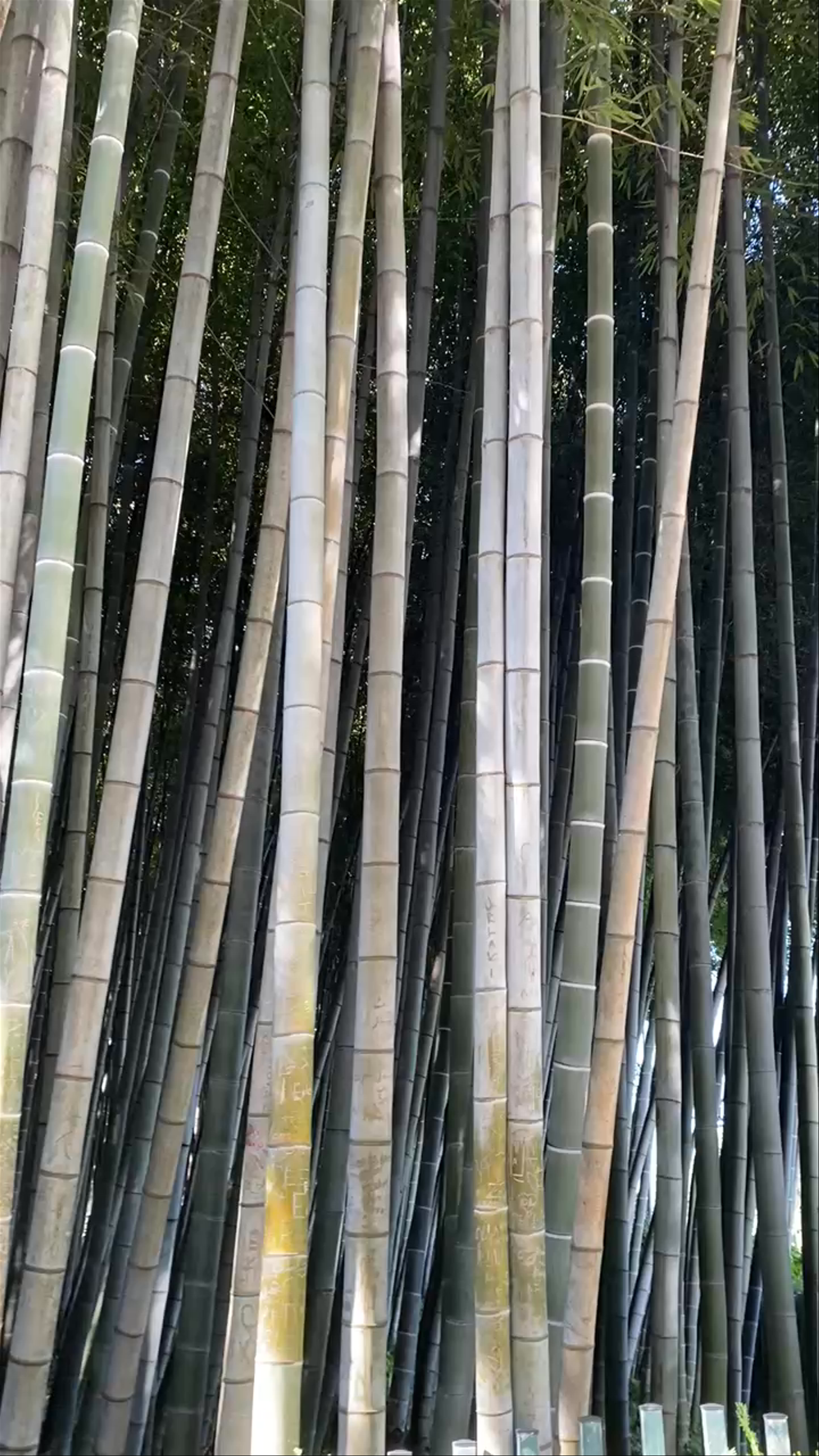 Bamboo Grove
