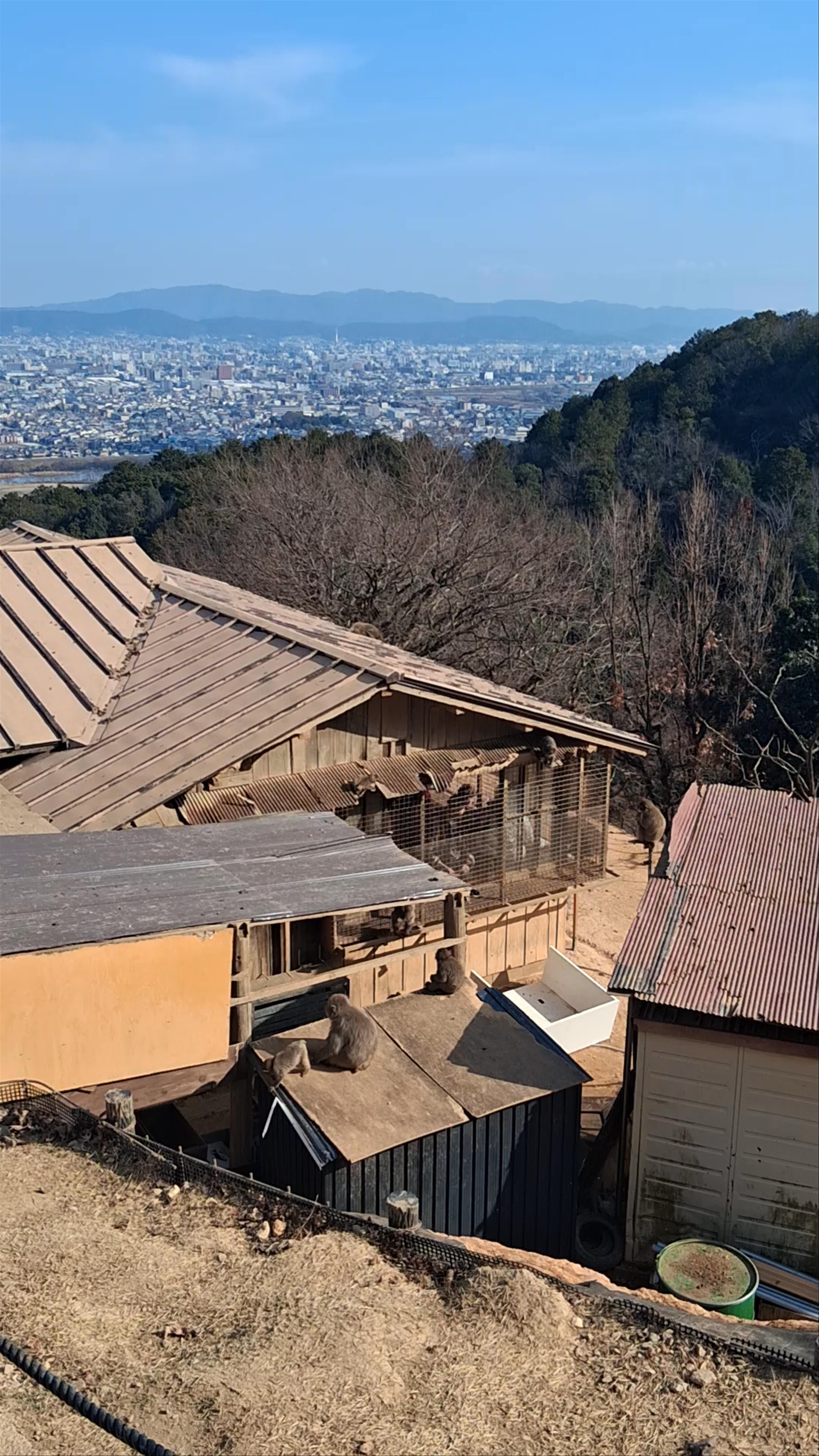 Iwatayama Monkey Park
