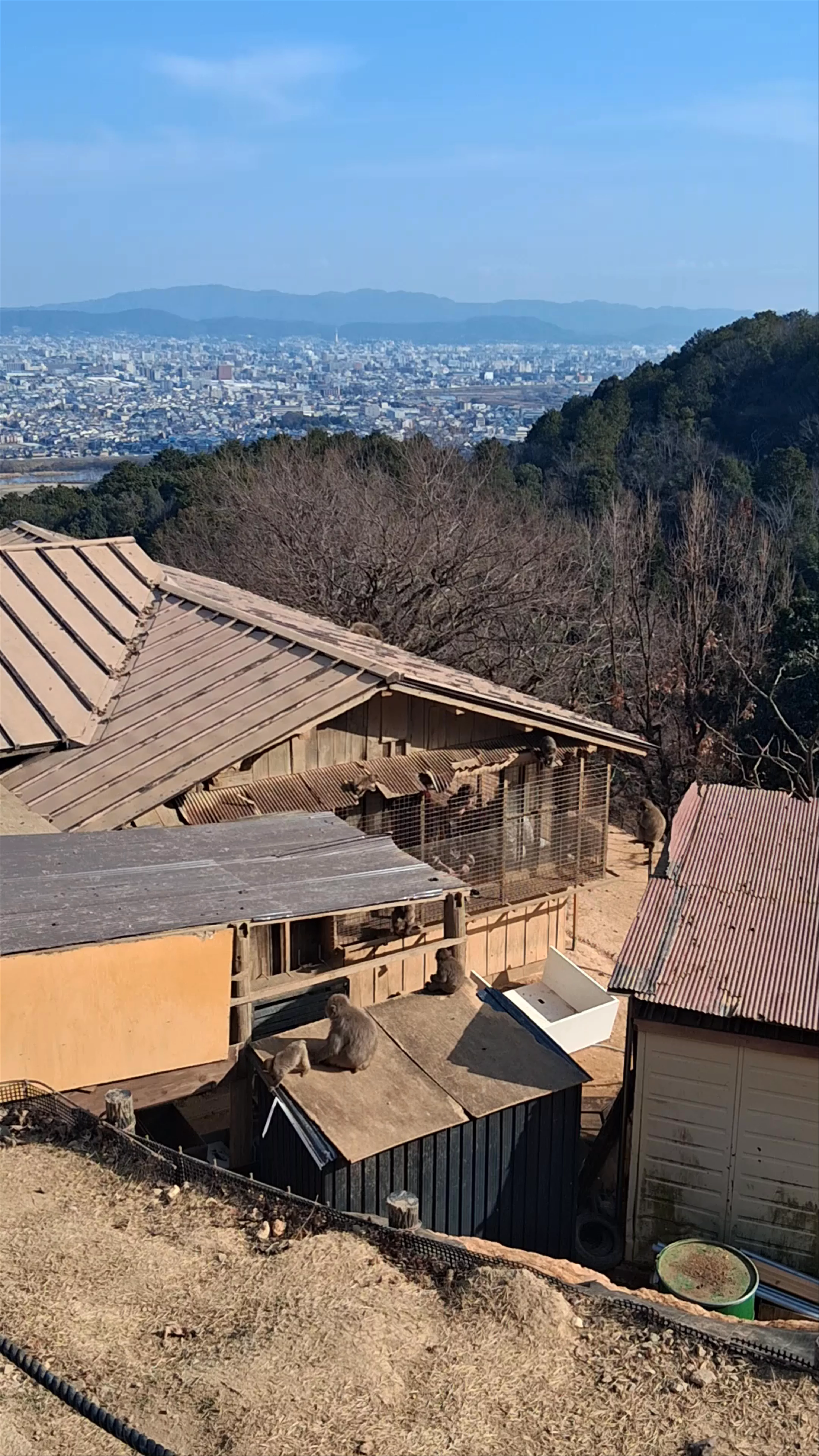 Iwatayama Monkey Park