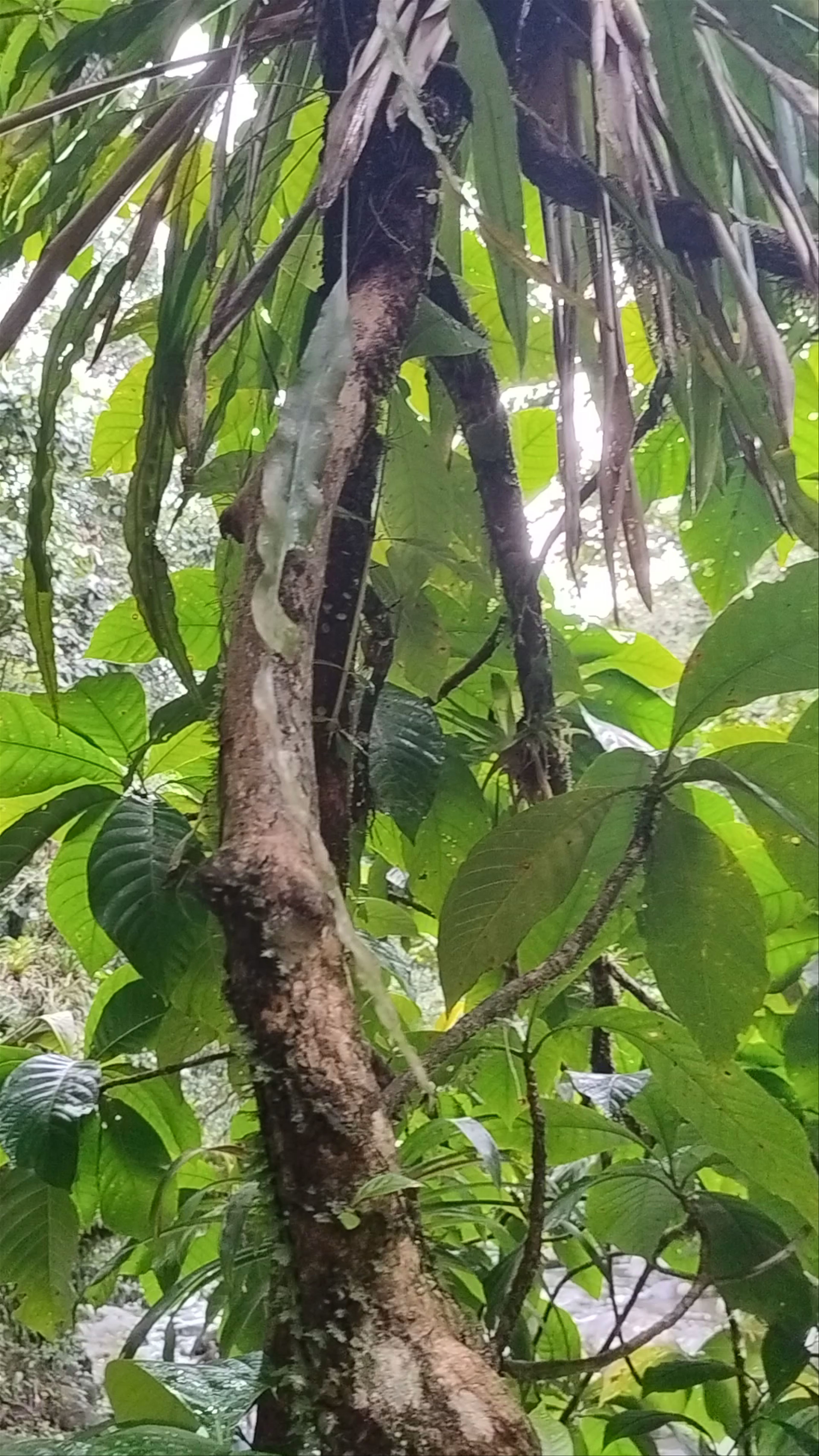 Cascade aux Ecrevisses
