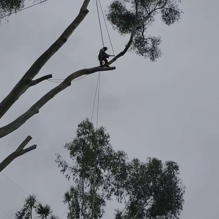 ABE-Landscape - Tree removal - Tree Services Near Me