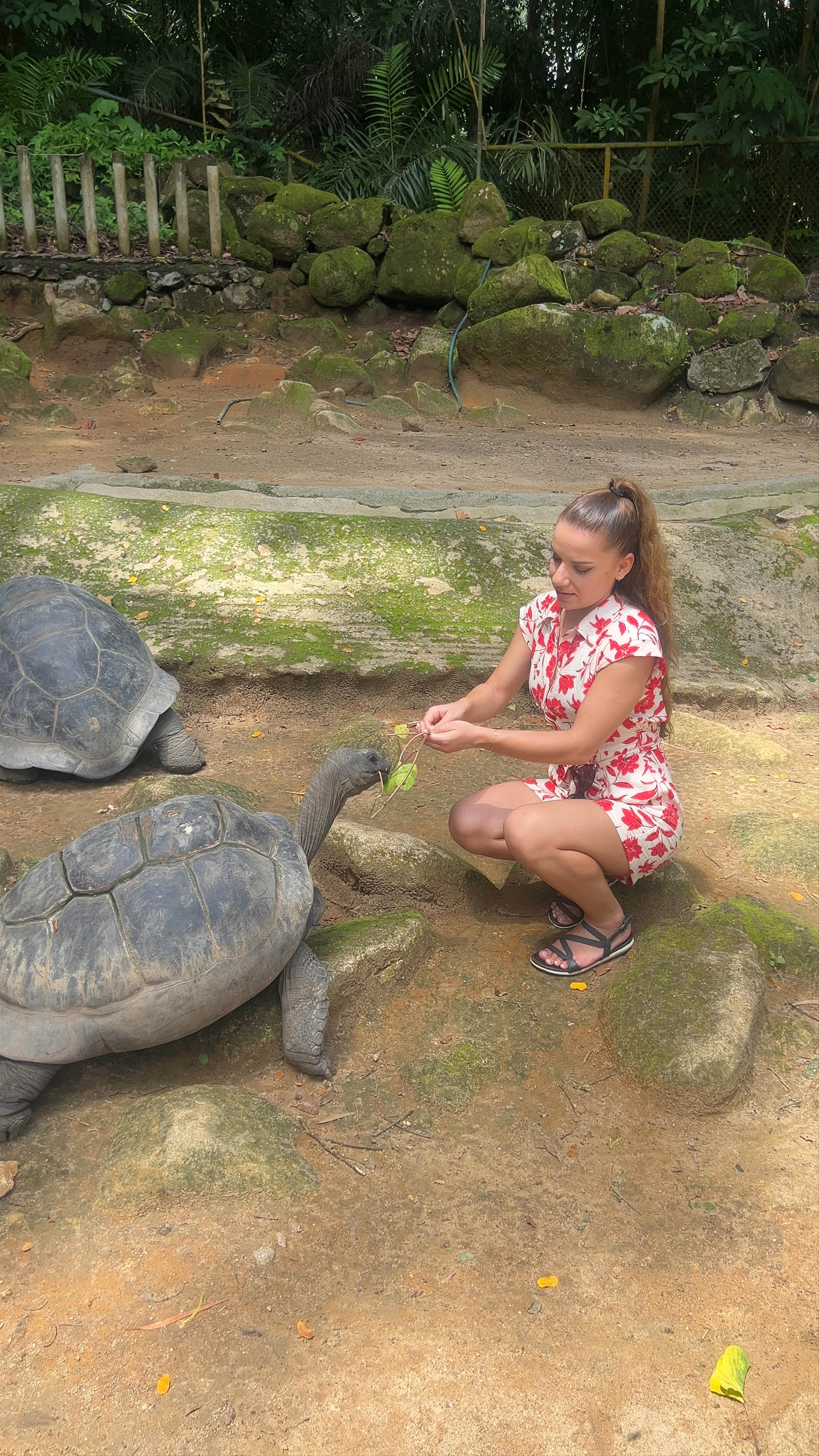 Giant Tortoise Enclosure
