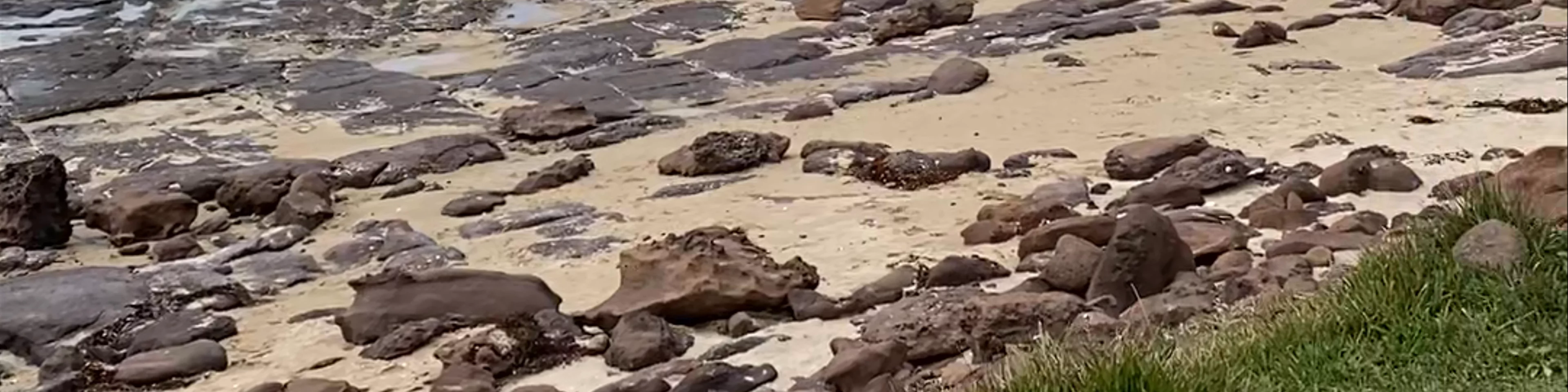 Shellharbour Reserve