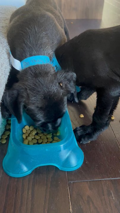 Wolf Trap Animal Rescue - Hungry babies - Pet Adoption Near Me