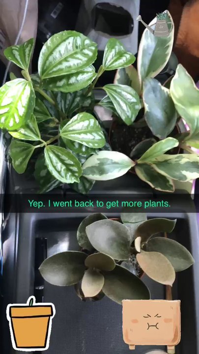GardenHood - #plantaddiction - Nurseries & Gardening Near Me - Atlanta, Georgia