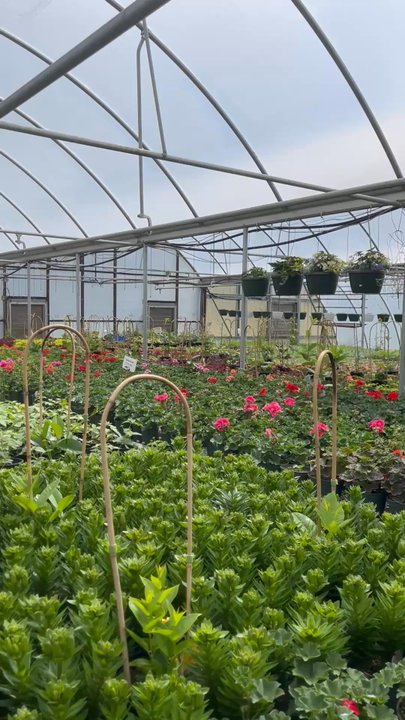 Walter's Greenhouse - Panorama video - I stood in the center of the succulents section and turned in a circle. And this is just ONE of the greenhouses! - Nurseries & Gardening Near Me - Hardy, Virginia