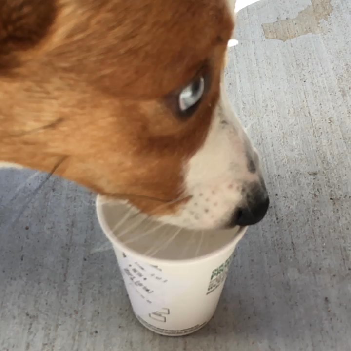Starbucks - Hanging out on the patio. Very spacious. - Coffee & Tea Near Me - Temple, Texas