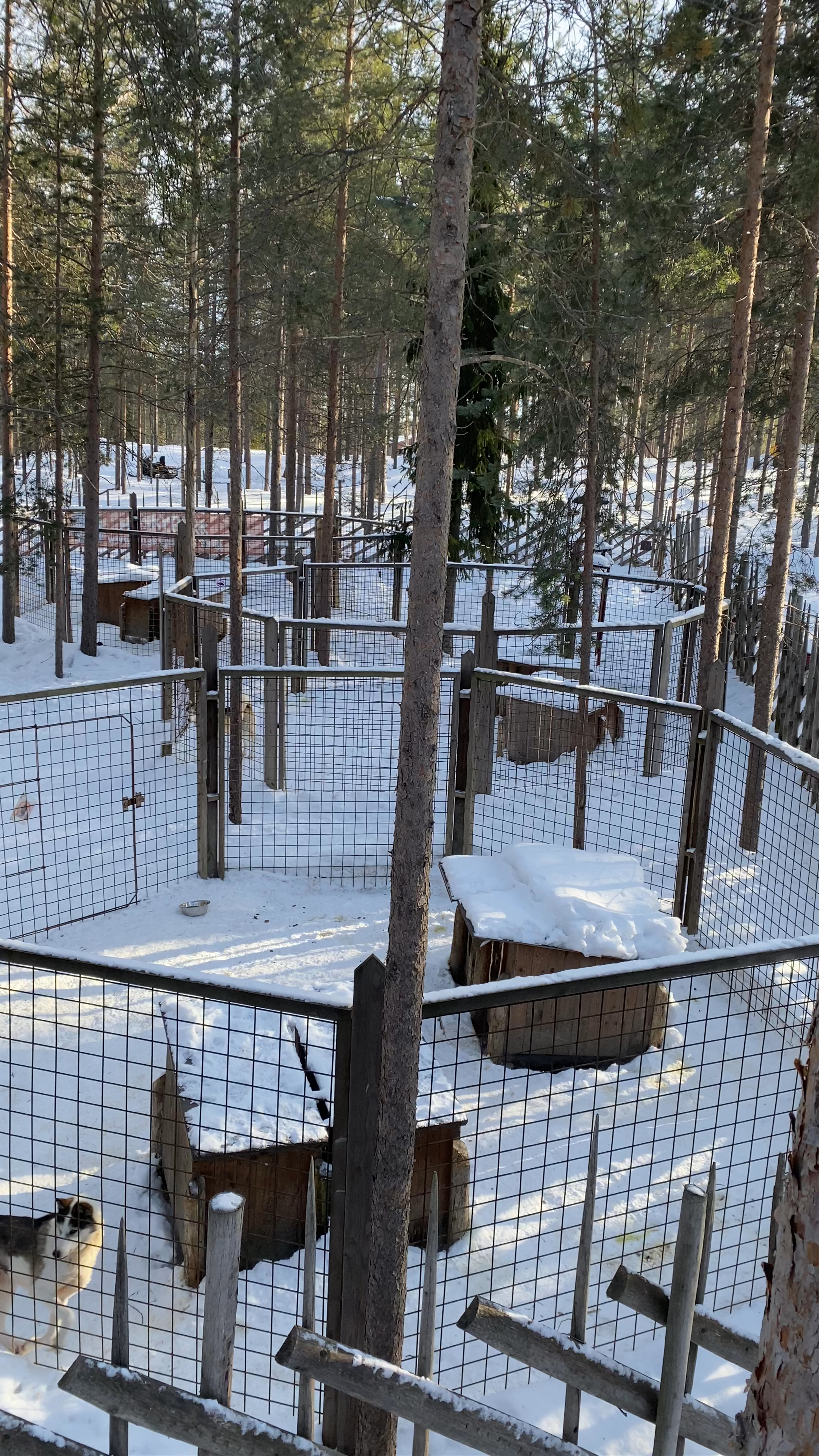 Santa's Husky Rides Experience in Rovaniemi, Finland