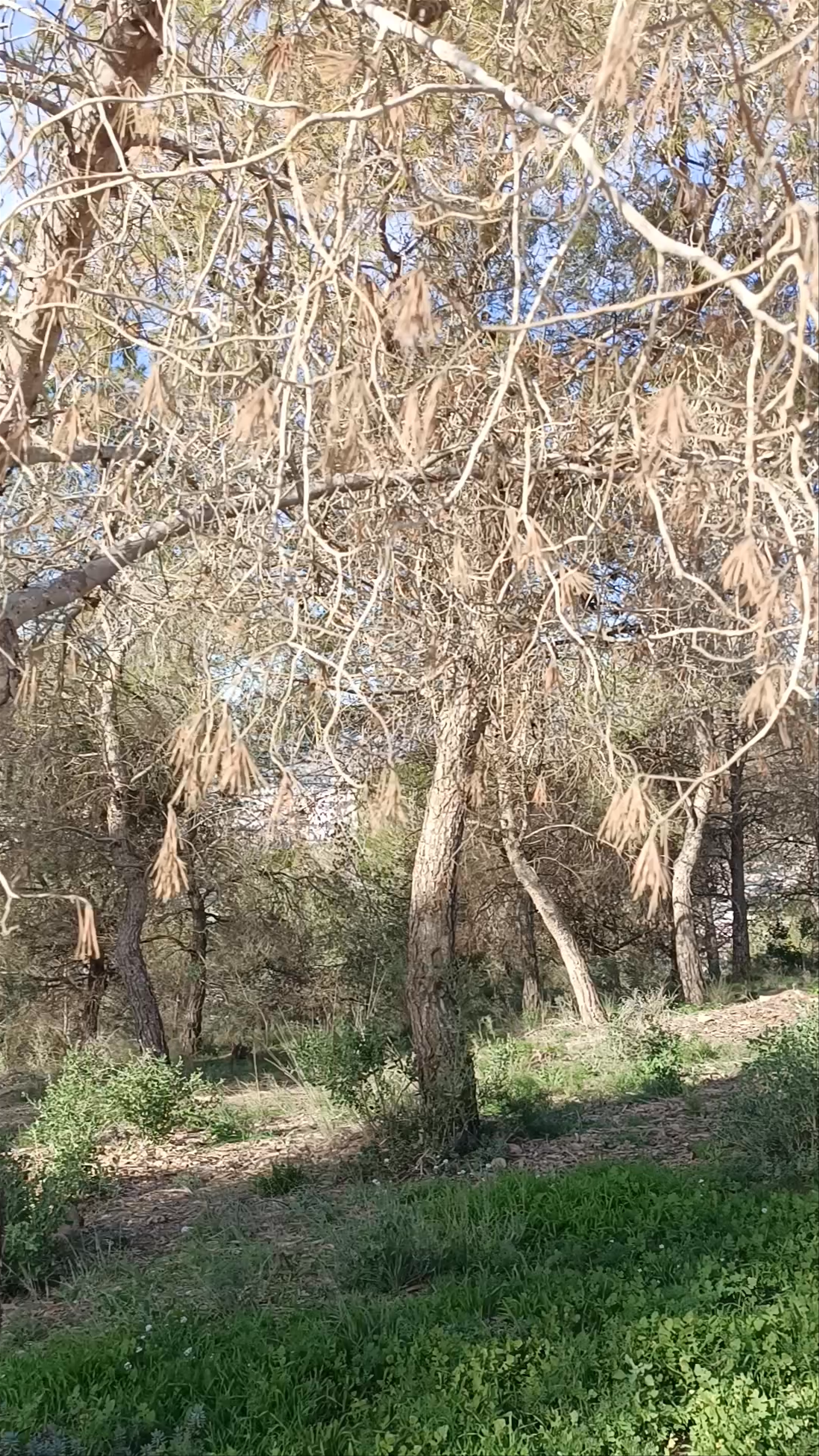Nature Walk at Cresta del Gallo, Algezares, Spain