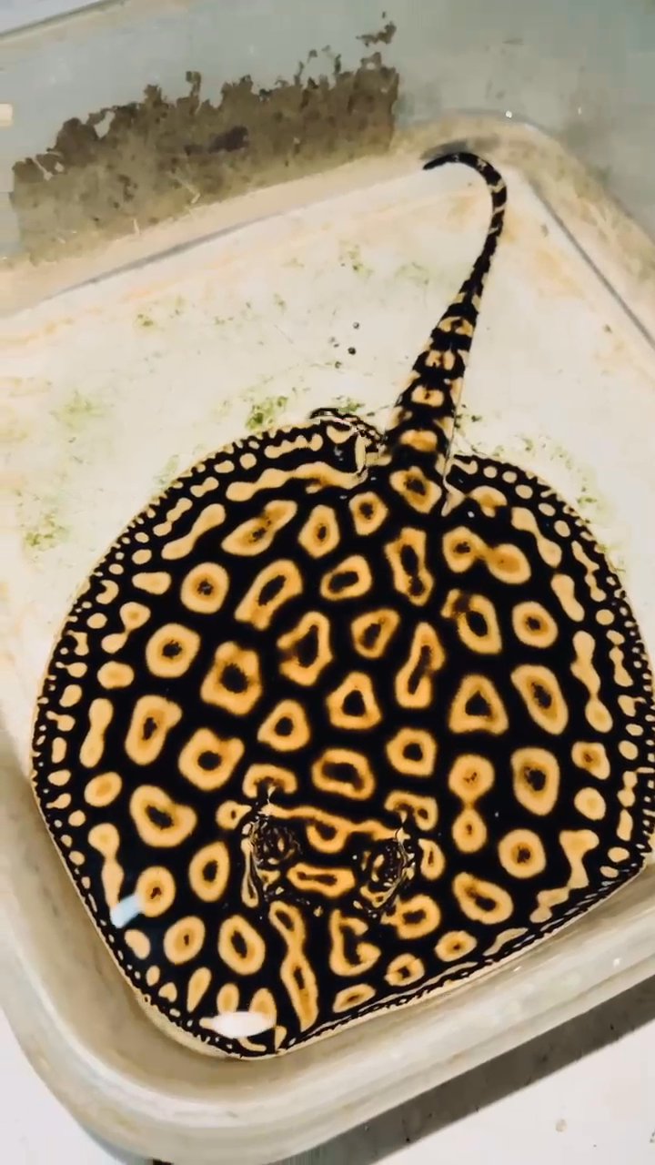 Stingrays