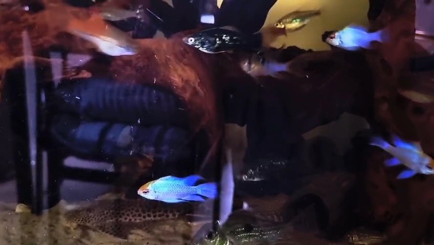 Blue ram, German ram, ram cichlid German blue ram