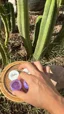 Small image 7