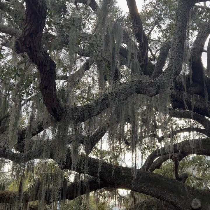 Baranoff Park - Parks Near Me - Safety Harbor, Florida