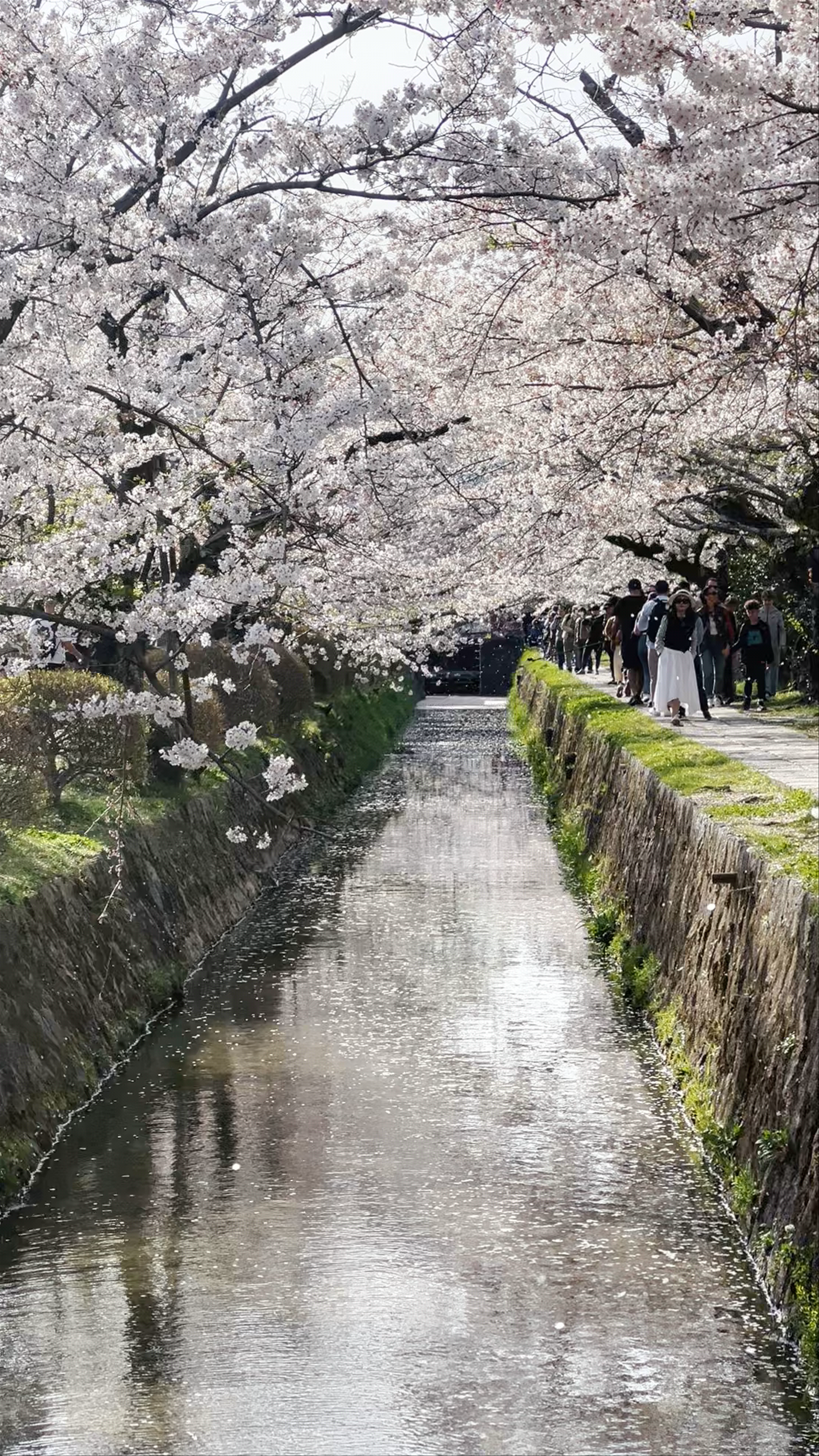Springtime Serenity Along Kyoto's Philosopher's Path