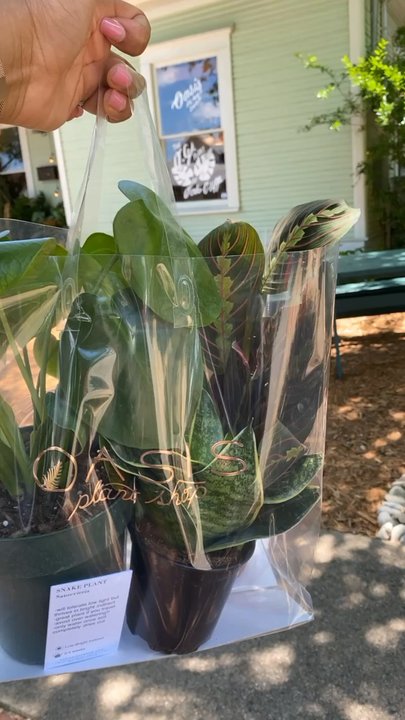 Oasis Plant Shop - Nurseries & Gardening Near Me - Dallas, Texas