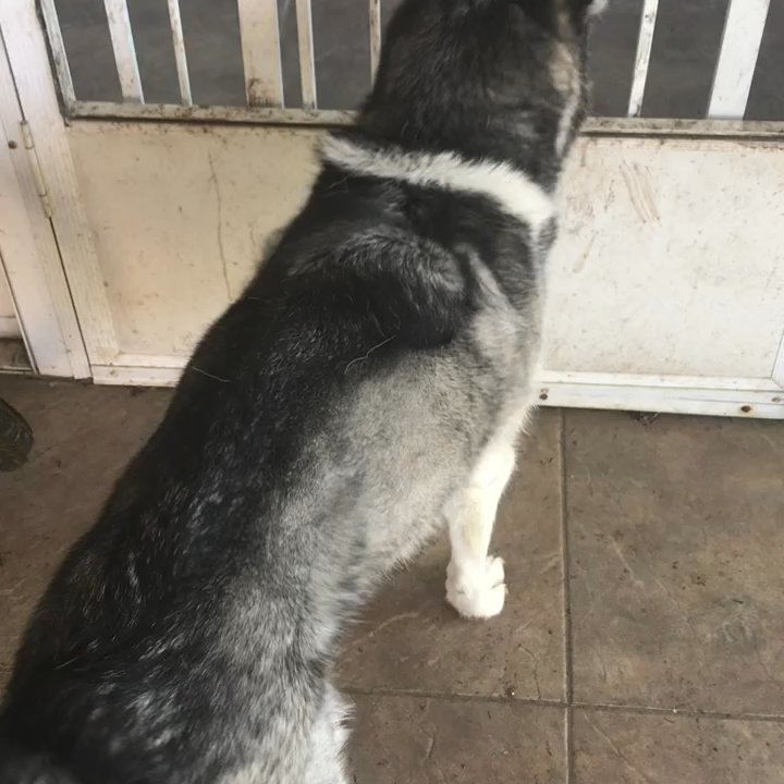 Always Home Pet Sitting & Dog Walking - Dog Walkers Near Me - Mobile, Alabama
