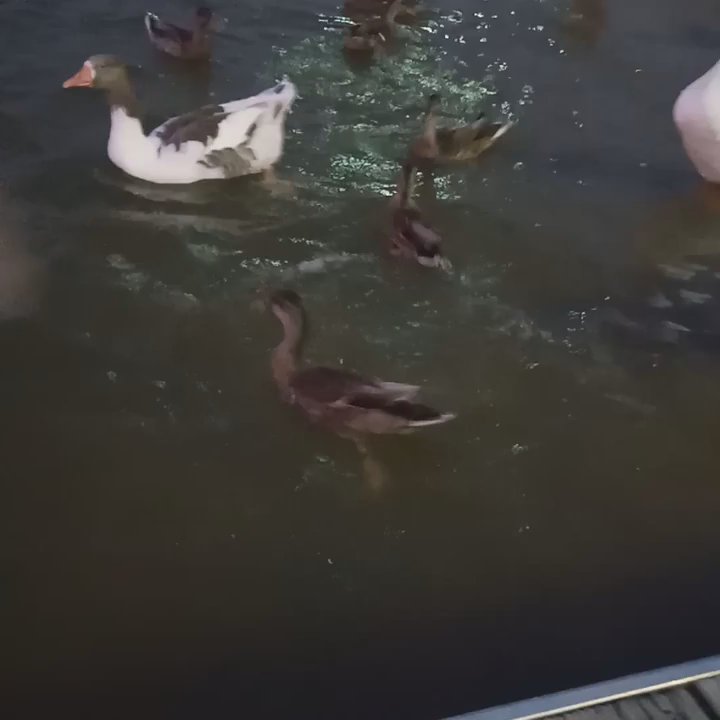 Richard Simpson Park - The ducks and geese are still awake after sunset! - Parks Near Me - Arlington, Texas