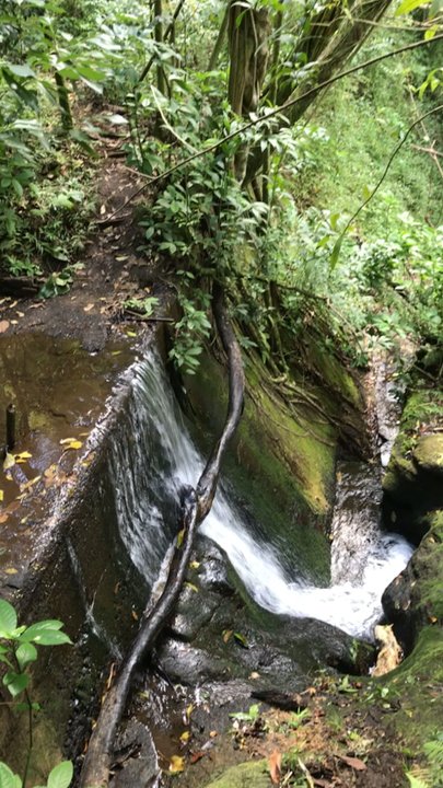 Maunalaha Trail - Hiking Near Me - Honolulu, Hawaii
