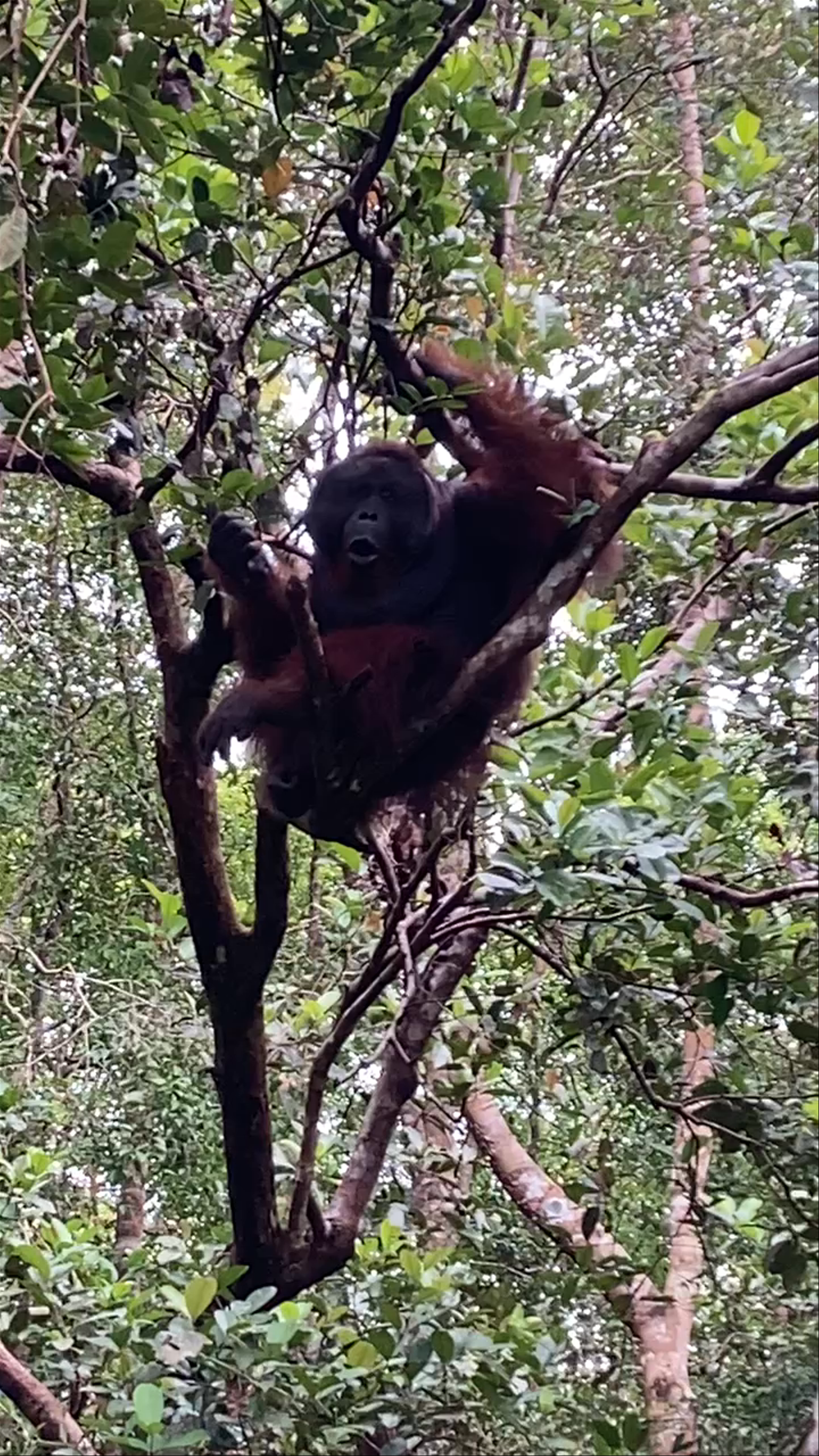 Camp Tanjung Harapan Wharf