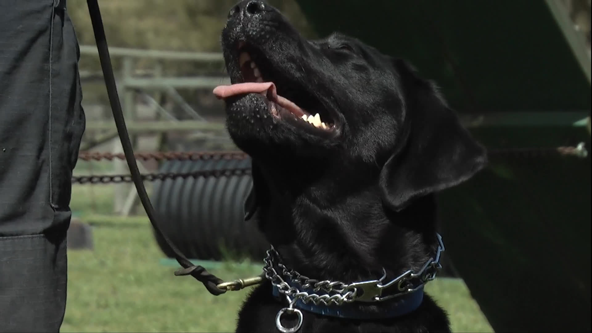 A canine handler works with a black Labrador retriever before transitioning to views of urban life in San Francisco and the interior of the Absinthe Brasserie.