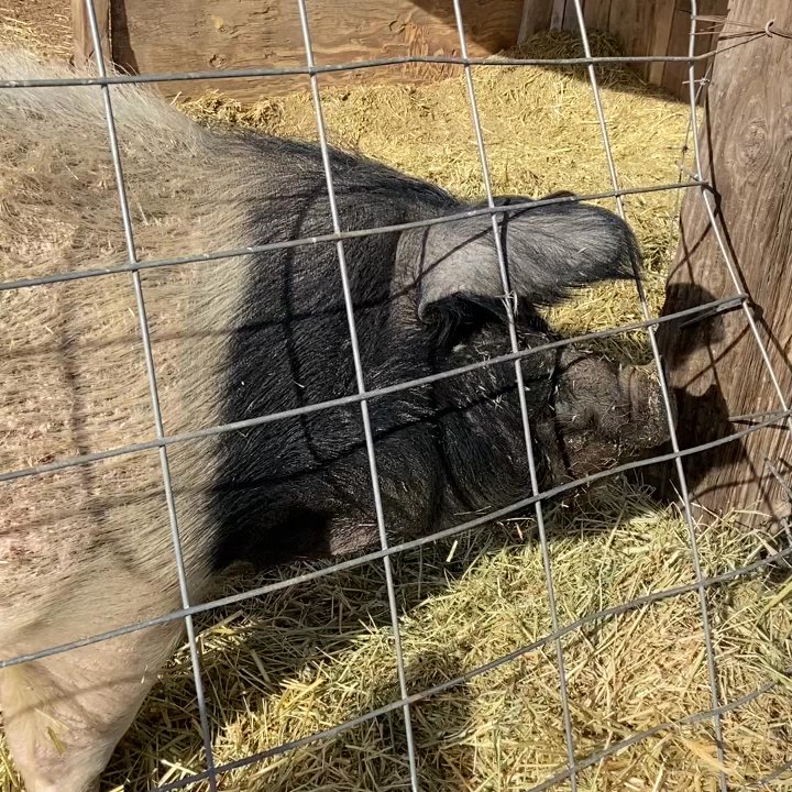 Red Acre Farm - Virginia the pig , she was amazing - CSA Near Me - Cedar City, Utah