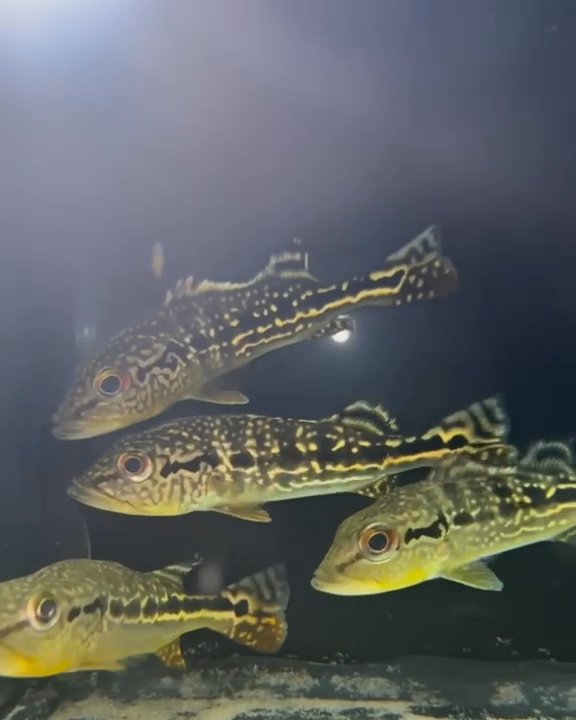 Siamese tigerfish
