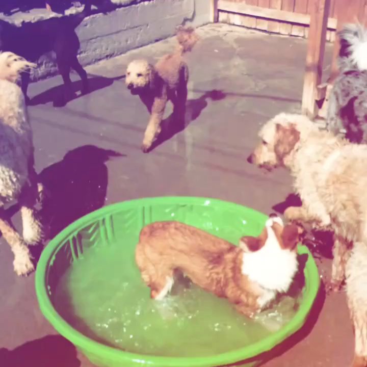 Indy.Hound - Pool time at IndyHound!  Dog daycare and boarding in downtown Indy! Www.indyhound.com - Pet Sitting Near Me - Indianapolis, Indiana