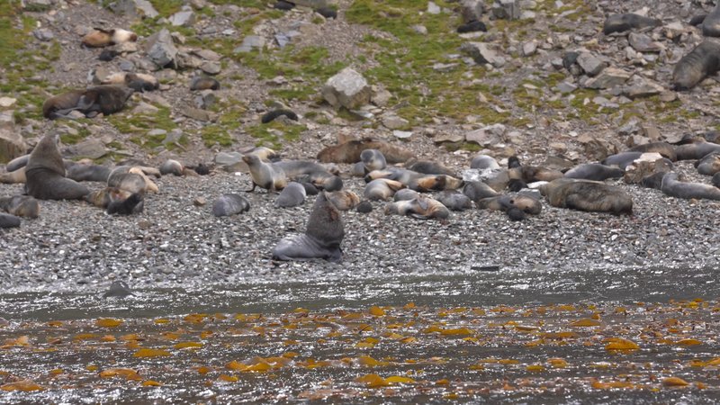Sant Georgia Seals poster