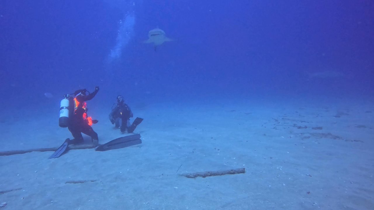 KYALAMI CHARTERS DIVES - Sharks at the Jupiter Weck Trek - Scuba Diving Near Me - Jupiter, Florida