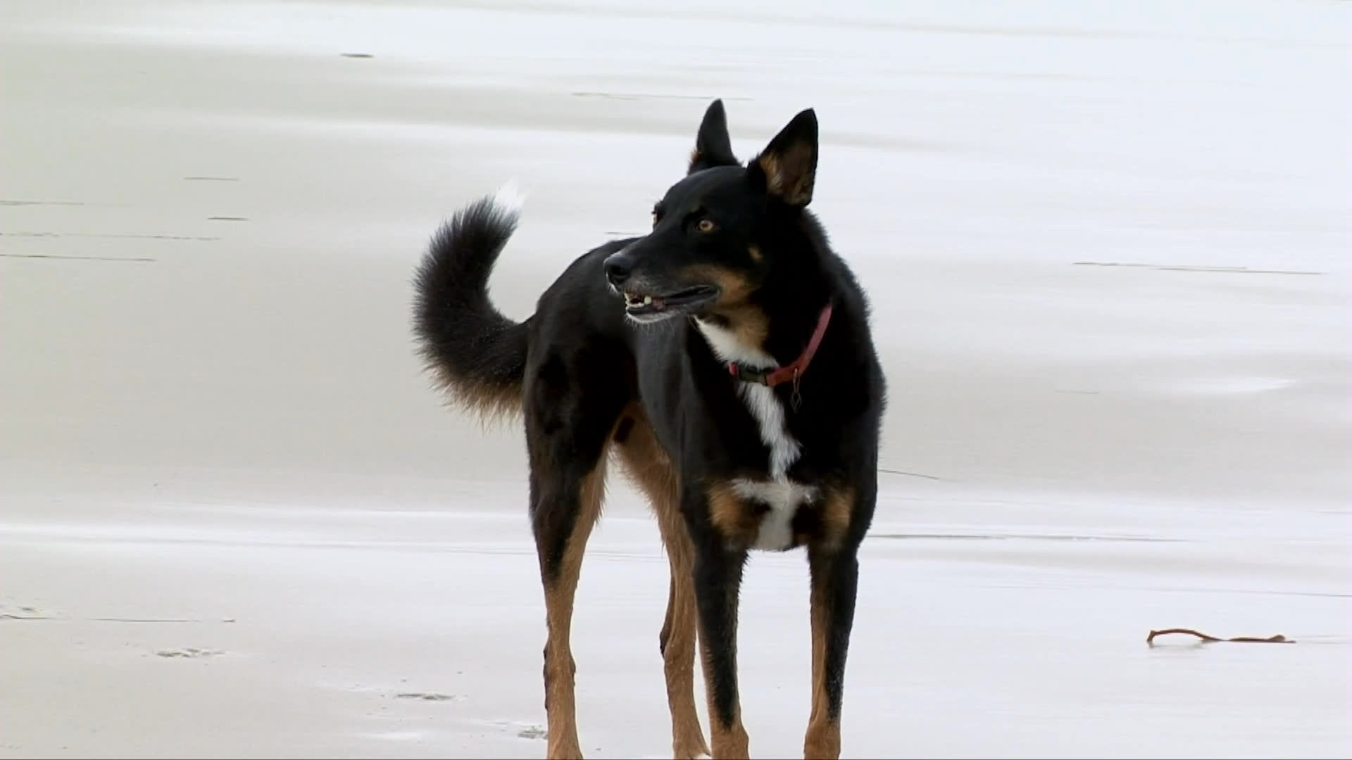 Owners arrive at the coast in a yellow Volkswagen Beetle to walk their dog on the beach, where the dog eventually runs along the shoreline.