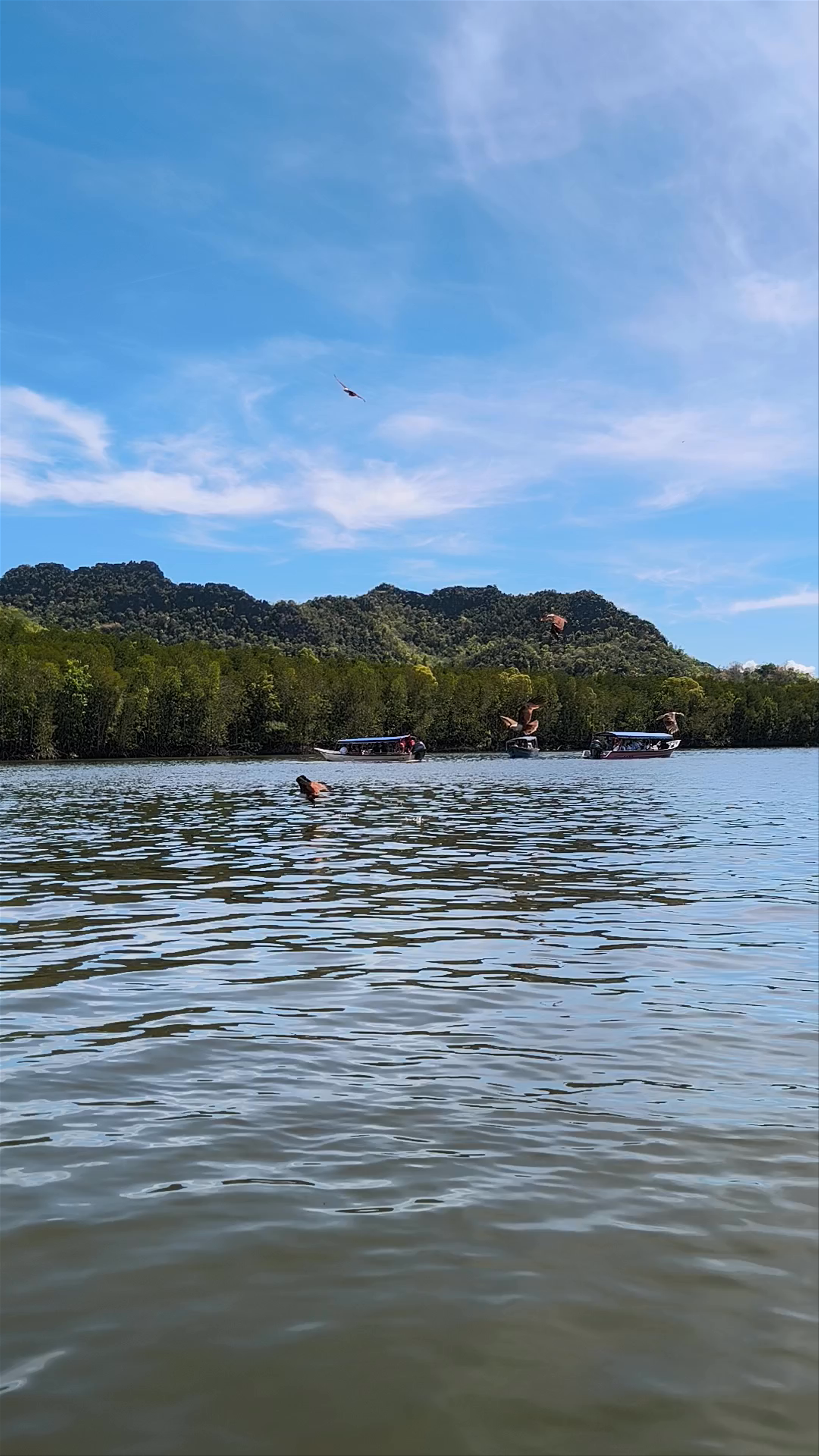 Tanjung Rhu Mangrove Eagle Watching in Langkawi, Malaysia