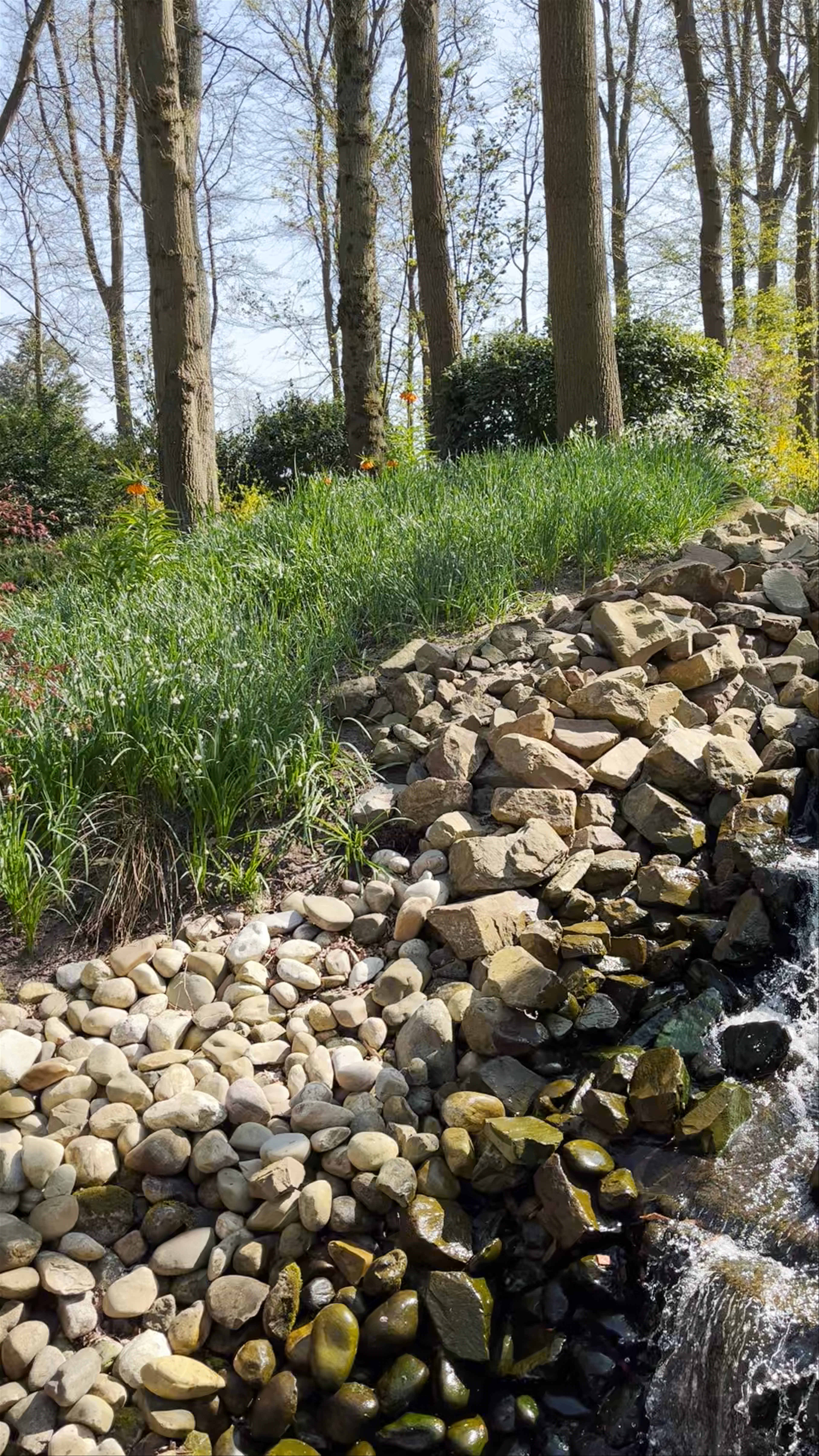Spring Serenity at Keukenhof's Tranquil Woodland Waterfall