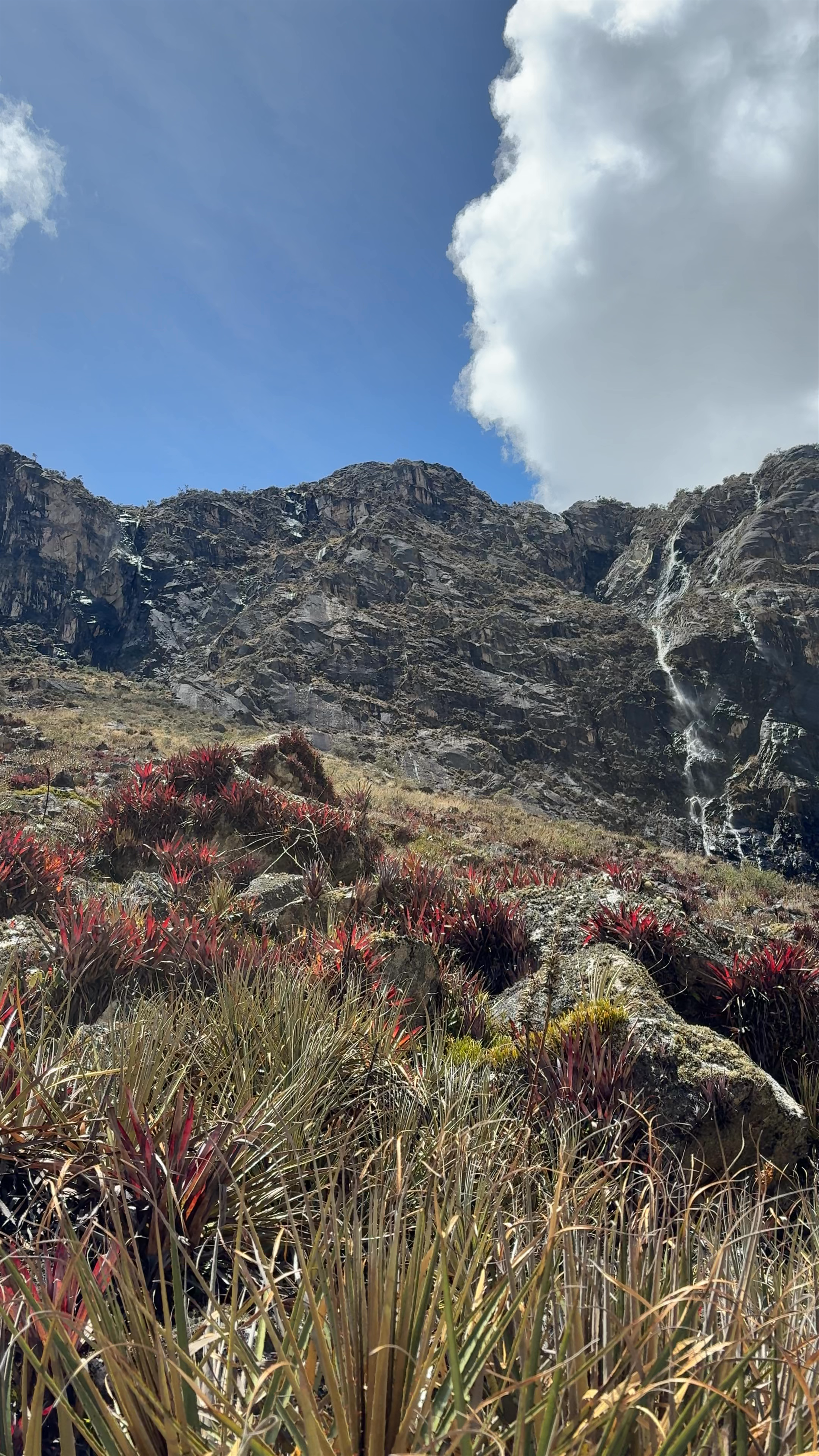 Taullipampa