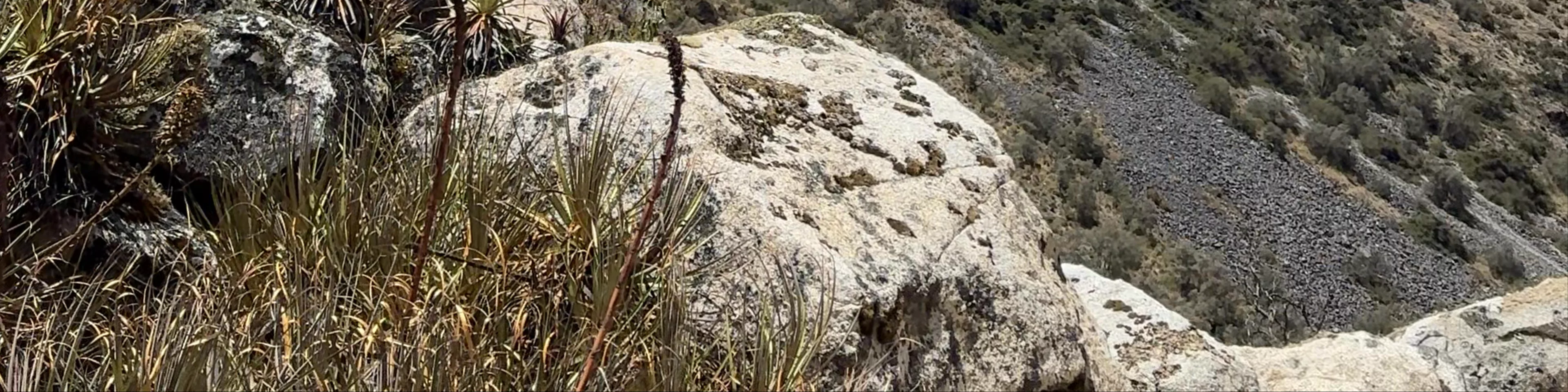 Taullipampa