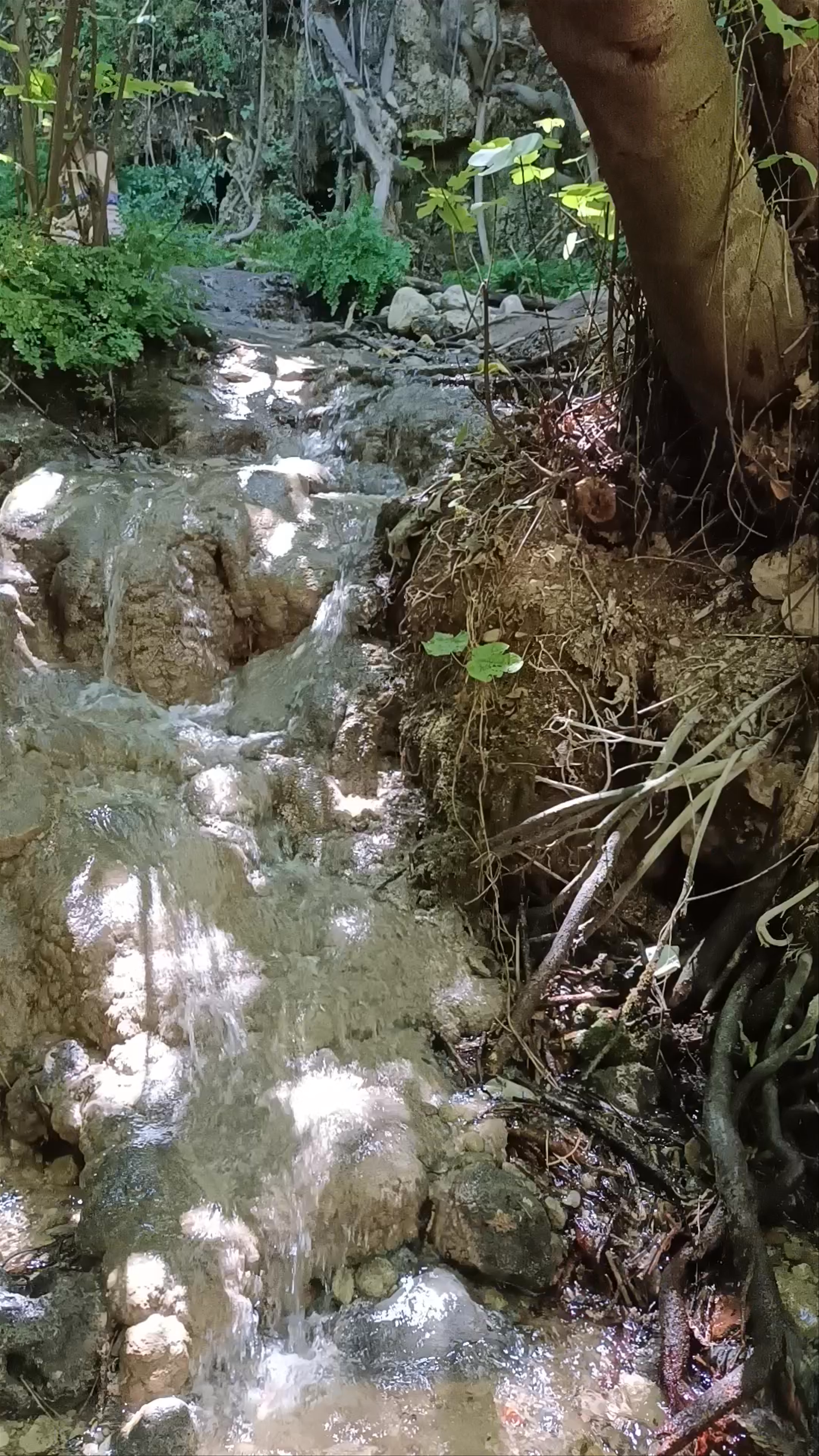 Arroyo de Letur