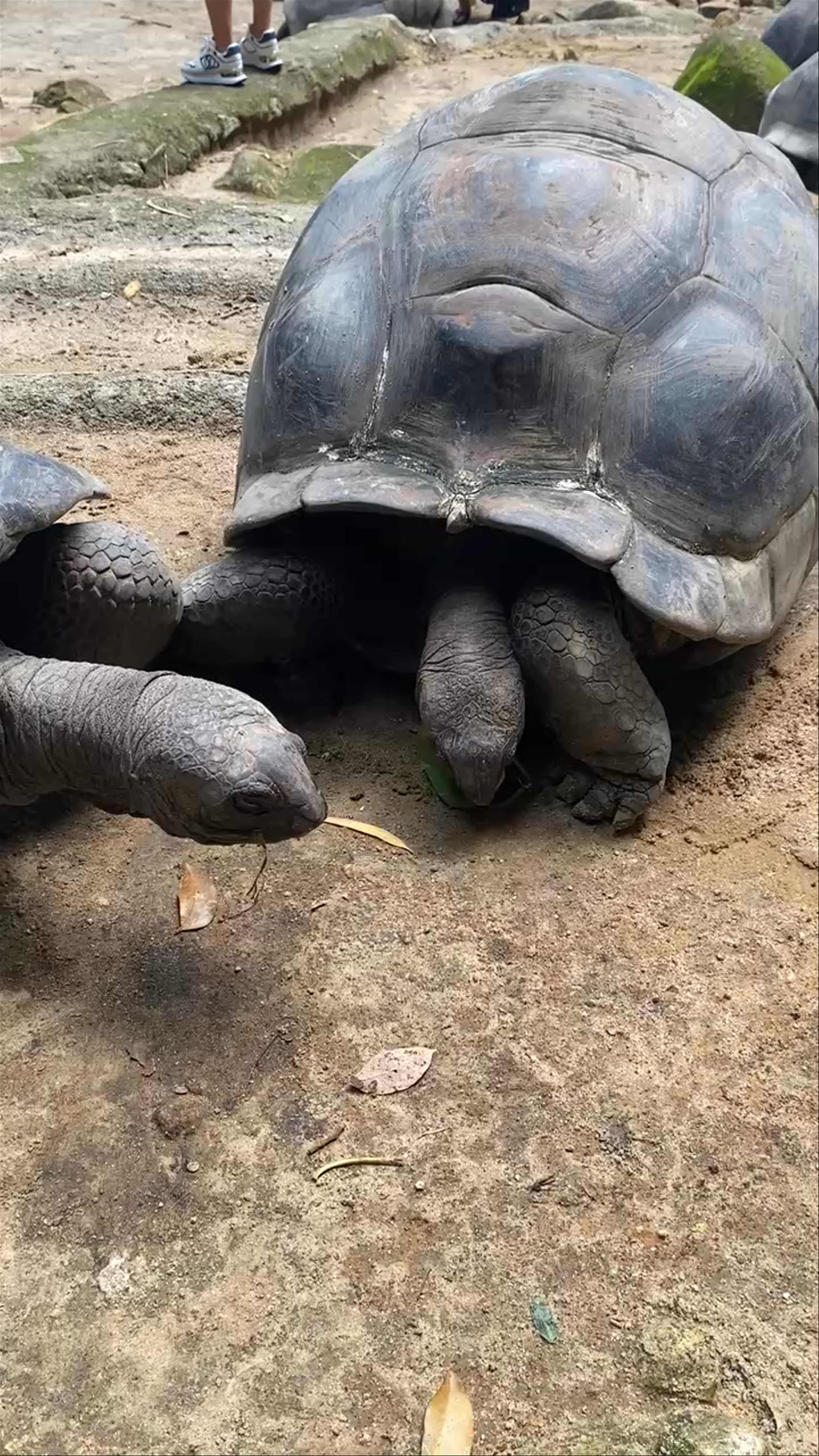 THE GIANT TORTOISES OF THE SEYCHELLES