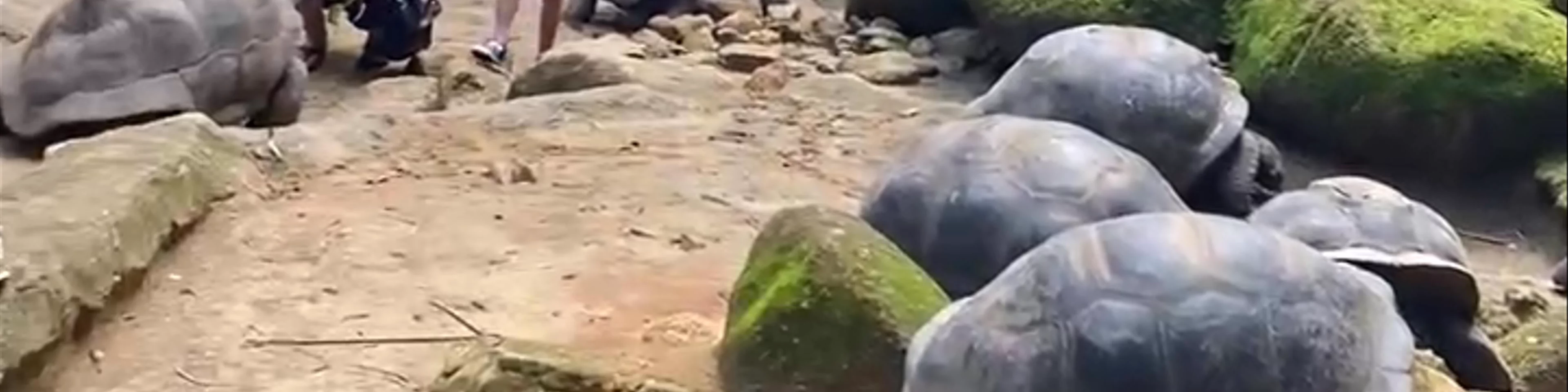 THE GIANT TORTOISES OF THE SEYCHELLES
