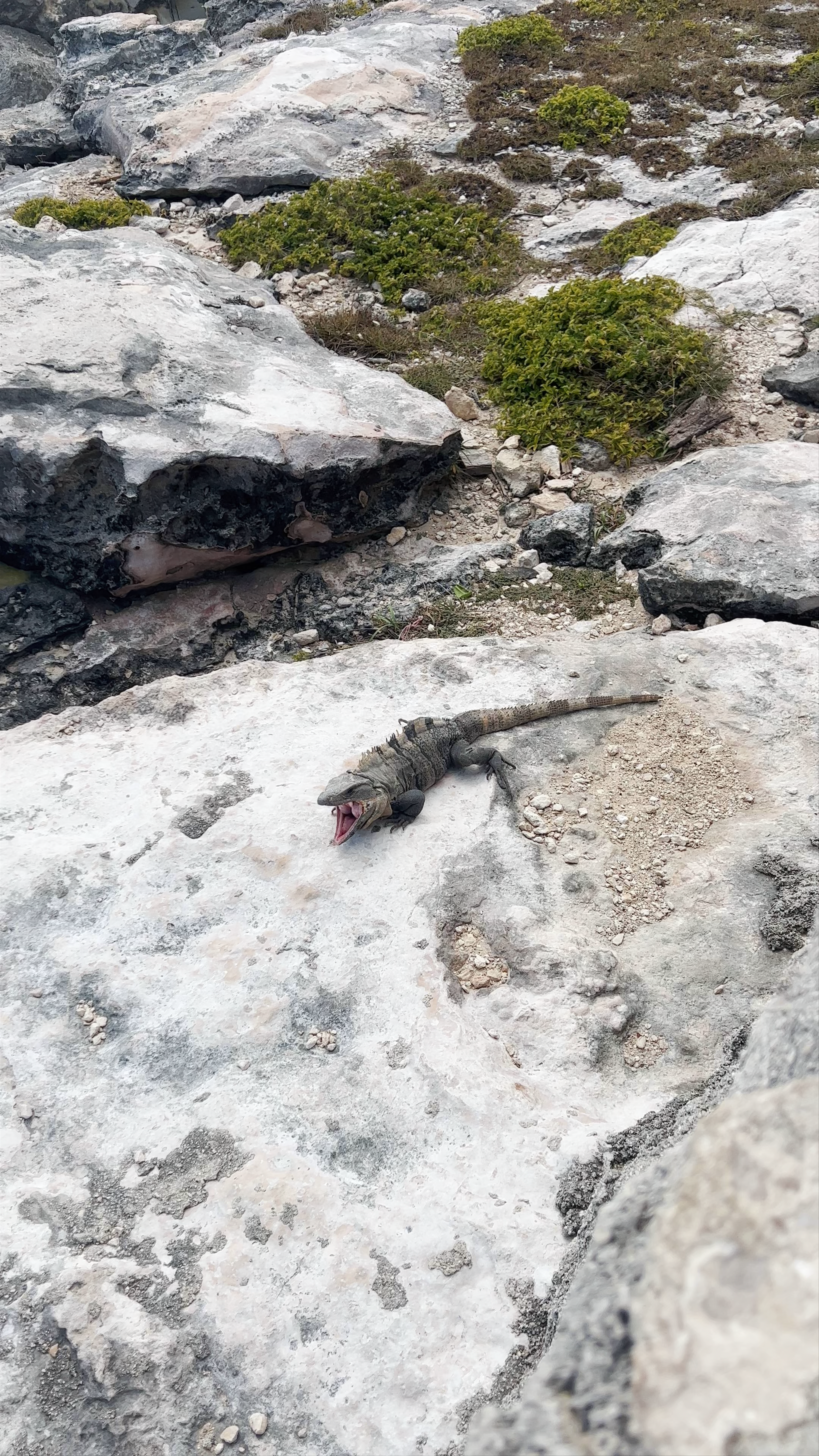 Wild Coastal Views and Iguanas at Punta Sur, Isla Mujeres