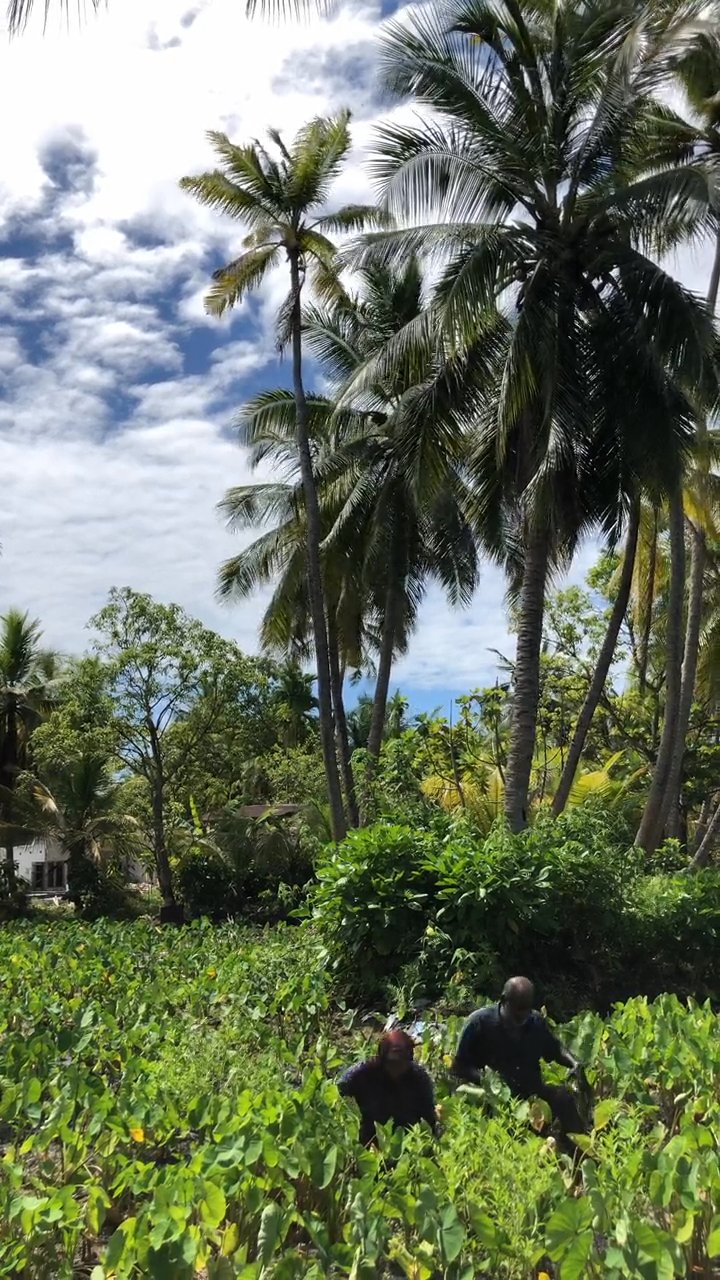 add to the bucket list 🏝️
📍 Seychelles
🎥 Asad Photo Maldives · Pexels
#travel #beach #island #paradise #wanderlust